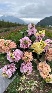 3.5K views · 89 reactions | Stock is in soil. I repeat; the stock is in soil. My stock has been cr*p the last two years I’ve grown it and this time I’m determined to get some nice luscious long stems with loads of florets. I’ve heard starting now is my best bet. Wish me luck! AND if you’ve got other tips; can you share? 凉 | Local Harvest Flowers | Facebook