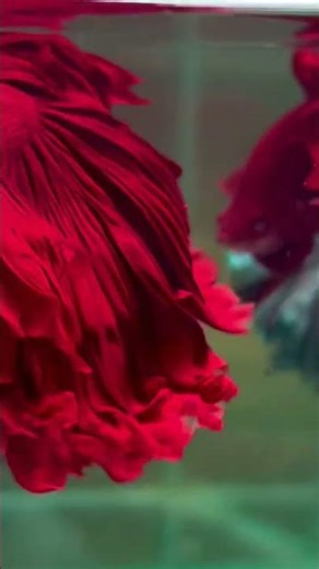 Sp- super.red rose tail