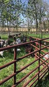 2.4K views · 23 reactions | Here is a little walk through of our...