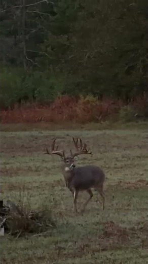A heartbeat away from the shot... #huntinglife #wildlife #hunting #whitetail #buckhunting #bowshot