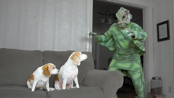 Dogs have a blast with swamp creature friend