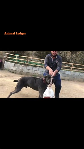 What happens when Cane Corso Attacks a Dogo Argentino! #canecorso #dogoargentino