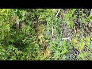 Sounds of Crickets in garden #garden #communitygarden #crickets #naturesounds