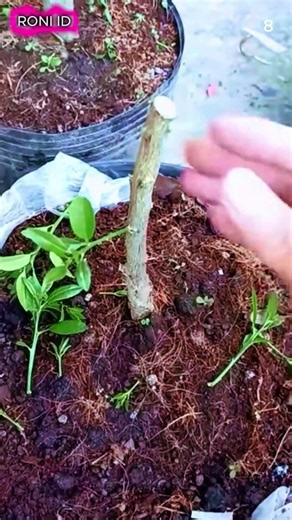 Smart techniques for caring for plants easily and practically #shorts