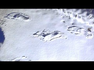 Yeti Footprints in Snow