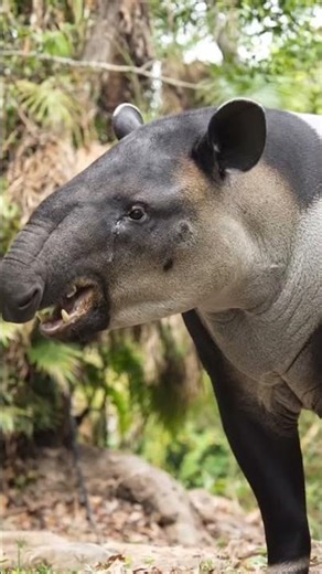 Tapir – The Ancient Animal That Still Exists | Rare Wildlife Documentary #explore #tag #shorts #like