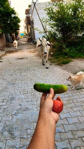 Pet ❤️ Friends: Calf & Golden Retriever Share a Bread! 🐮🐶 #shorts #animalfriendship #goldenretriever
