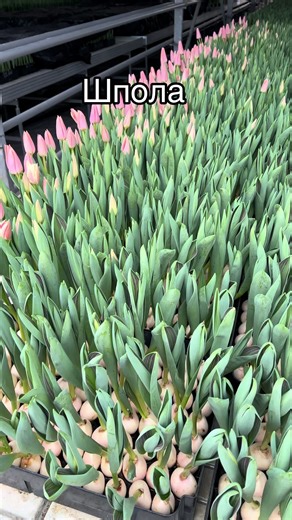 #місто Шпола приймаємо замовлення та відправляємо перевізниками.