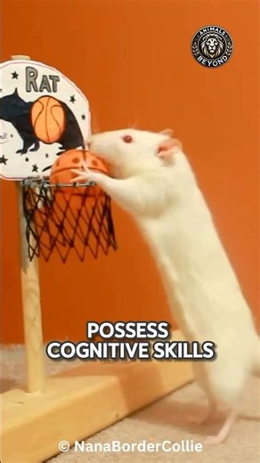 Why Rats Are Among the Most INTELLIGENT Animals!