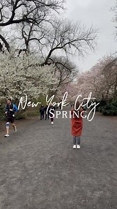 3.3K views · 109 reactions | New York City Central Park Cherry Blossom are ready  Filmed April 5, 2025 Jacqueline Kennedy Onassis Reservoir, Central Park, NYCFull walking tour is available on my YouTube channel @thenycwalkingshow #thenycwalkingshow #newyorkcity #cherry #spring #cherryblossom #nyc #newyork #centralpark | The NYC Walking Show | Facebook