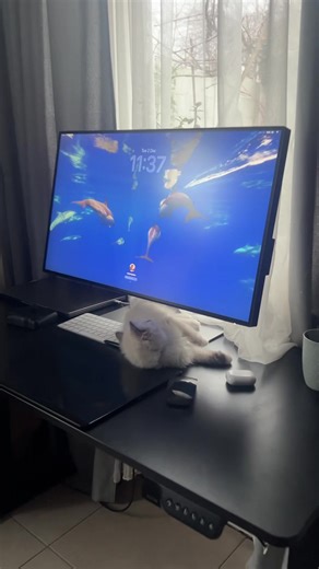 Funny Cats on Keyboards: Office Cat Shenanigans