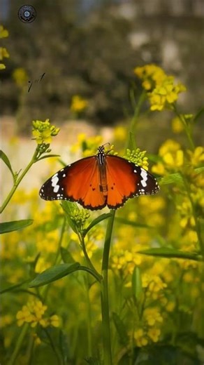 Village Beauty #villagelife #butterfly #flowers #spring #pindvlog #foryou