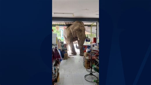 Hungry elephant causes havoc in Thailand grocery store