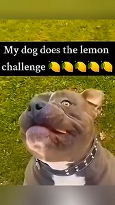 23K views · 135 reactions | lemon vs animal reacts  | Funky Dineva | Facebook