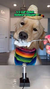 Golden retriever tries dog friendly MARGARITA! (ASMR) 1 cup cucumbers 1/2 cup ice 1/2 cup plain nonfat Greek yogurt or kefir Blend Garnish and heccin enjoy! | pearl.the.golden.girl