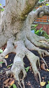 1.1K views · 1K reactions | sturdy tree and strong roots | Yoga Mb | Facebook