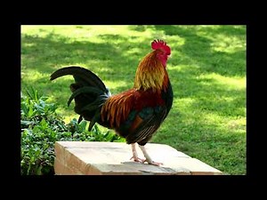 Rooster Crowing Rooster Noises Rooster Effect 1 Hour Morning Clock Alarm