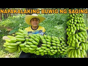 Pinakamalaking saging... Napakagandang variety ng saging na ito magandang paramihin