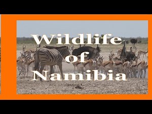 Animals of Namibia: Elephant, Zebra, Lion, Hyaena, Springbok Pangolin, Hippo, Crocodile, Bird, Snake
