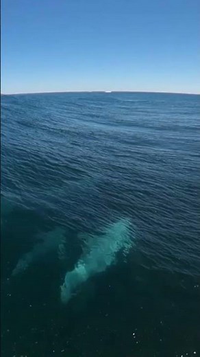 Surfing with Dolphins #gopro