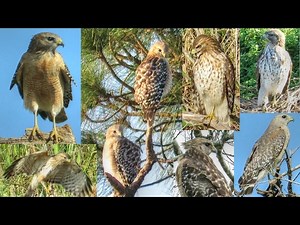 Red Shouldered Hawks