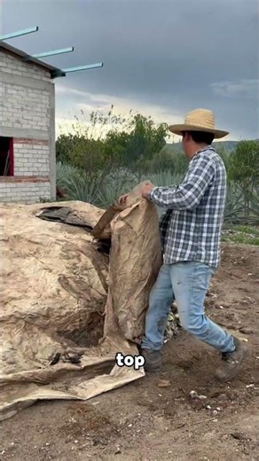 How does an agave plant become a bottle of mezcal?