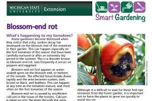 Blossom-end rot of tomato tip sheet