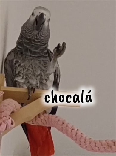 Lora y su talento increíble para adivinar canciones