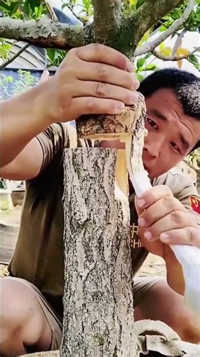 Tree branch grafting process