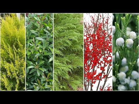 5 Best Plants for Winter Interest | Proven Winners® Year-Round Garden Color