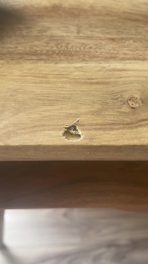 Bug Infestation in Wayfair Desk - Help Identify the Bug!
