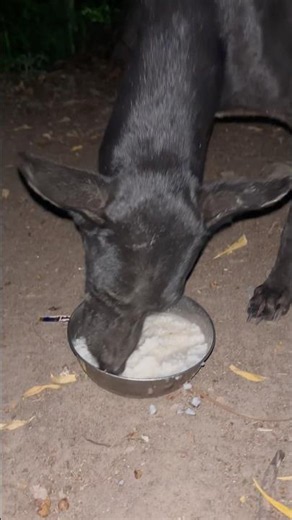 Kali enjoying dinner#doggybestfriend