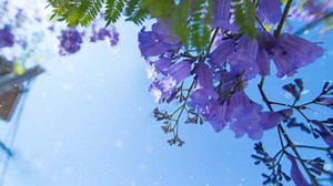 🌼....AD thích bài này ...còn cả nhà mình thì sao .....chúc cả nhà mình ăn trưa ngon miệng nhé...🌼 #CHÀNGTÍM | MÀU TÍM TÔI YÊU