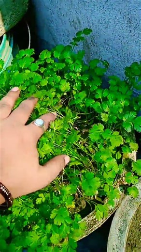 dhaniya ka paudha #youtubeshorts #trendingshorts #💫🍃🍃☘️🌿#viralvideo shorts 🌿🌿