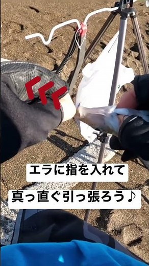 簡単！シロギスに飲まれた釣り針の外し方 #shorts