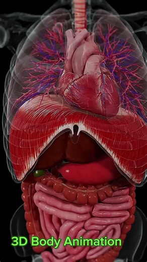 Explore the Dynamic Movements inside your Body #anatomy#meeded #3danimation