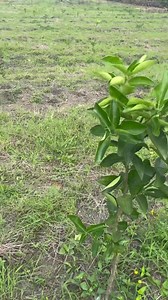 Repasemos lo que es bueno y para que sirve cada cosa en la etapa de crecimiento de nuestro cultivo #citricos #agricultura #agronomia | Biocamp Asesoría en agricultura regenerativa