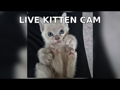 🐱 LIVE Kitten Nest Cam | Cute Kittens Sleeping, Playing & Growing