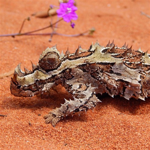 These bizarre reptiles look like they’re from another world