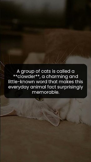The secret scientific word for a group of cats is clowder and it is surprisingly unforgettable