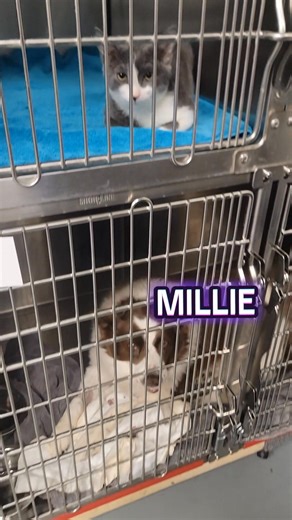 4.3K views · 52 reactions | Wait a minute...藍藍 And how about Millie with the perfectly timed smile? https://www.tiktok.com/t/ZTr2NNNe8/ | Slaton Animal Hospital | Facebook
