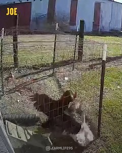 That's one fearless rooster 😮 | Comedy JOE