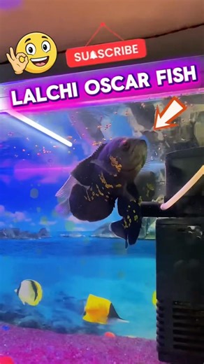 Lalchi oscar😂#aquarium #shortsfeed #fish #vlog #share #funny #pets #youtubeshorts #like #view #vlog