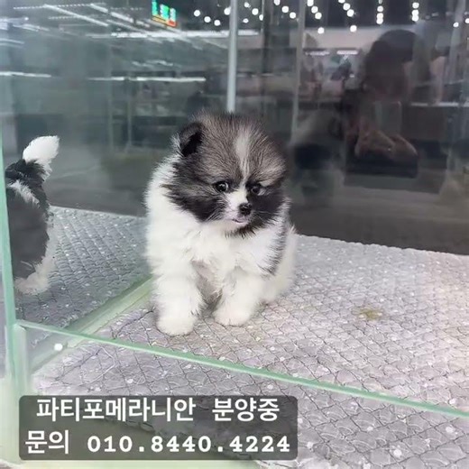 파티포메라나안분양중🐶 #강아지 #강아지분양 #애견영상 #애견분양 #강아지입양 #포메라니안 #포메라니안분양 #포메분양 #파티포메라니안