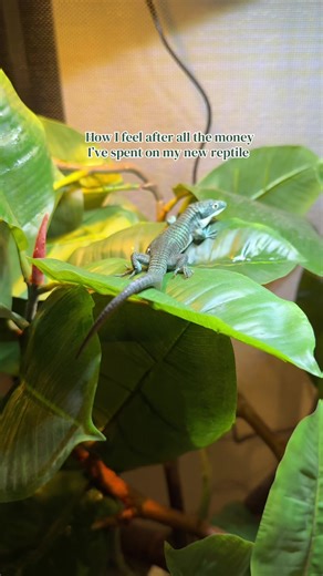 Managing Expenses in Reptile Keeping