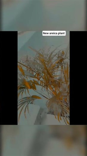 new areica plant #viral #trending #nature #farming #shorts