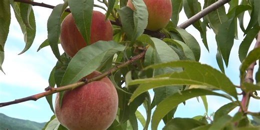 Grown Here at Home: Good season for peaches at Woods Farms