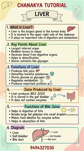 Liver Largest Gland #global