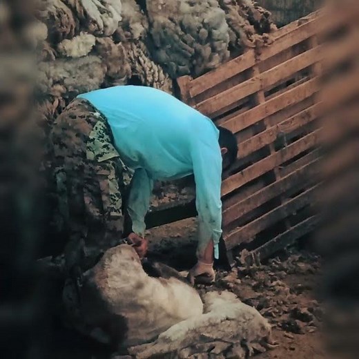 Sheep shearing / H κουρά των προβάτων