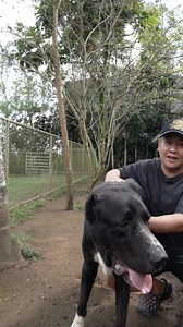 Barako Fasting #alabai | Supero Dog Farm